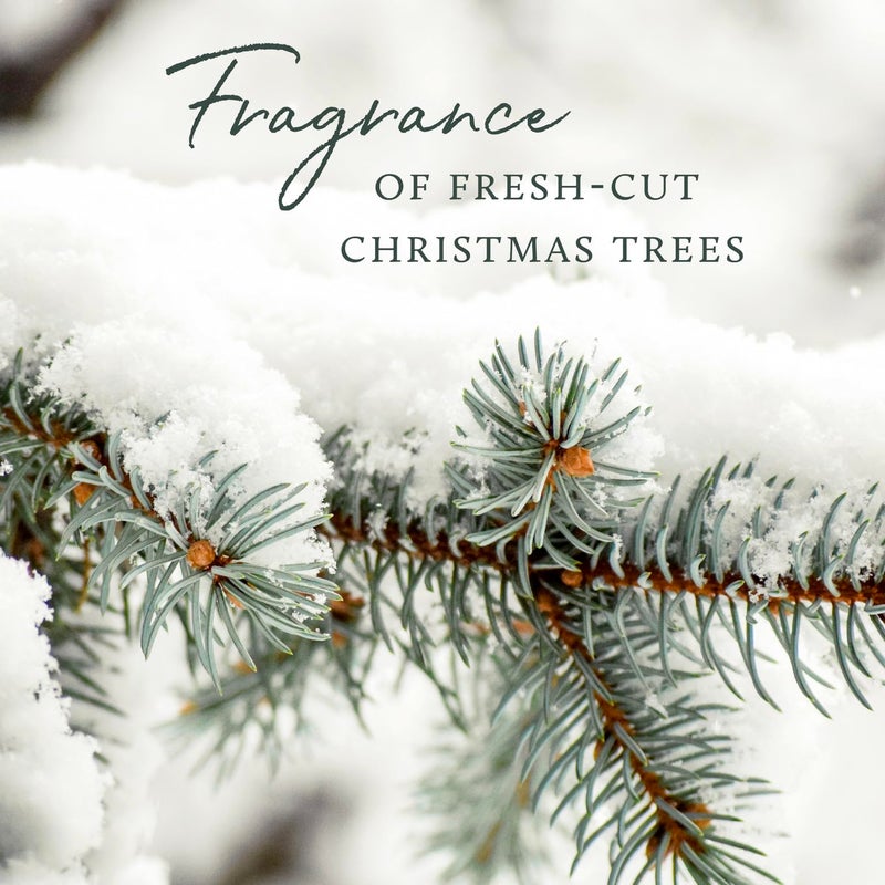 Thymes Frasier Fir Candles - Statement Collection - Silver with Pine Needle Design - Scented Candles for Home Decor - Notes of Siberian Fir Needles, Cedarwood & Sandalwood - Medium Luminary (20 oz) - Image 5
